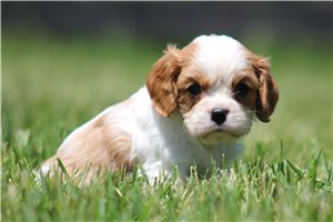 Kelvin - Cavalier King Charles Spaniel for sale