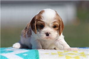 Ella - puppy for sale