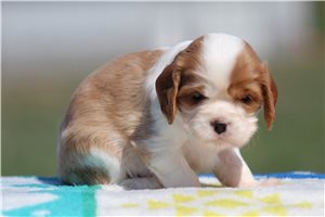 Frita - puppy for sale