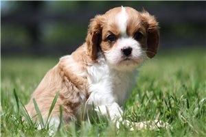 Kramer - puppy for sale