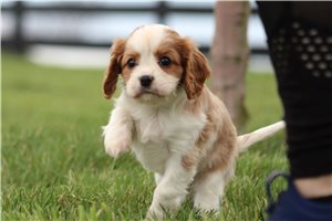Connie - Cavalier King Charles Spaniel for sale