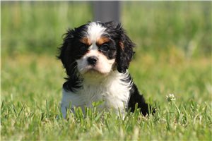 Monty - Cavalier King Charles Spaniel for sale