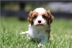 Kaleb - puppy for sale