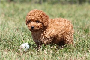 Arnold - puppy for sale