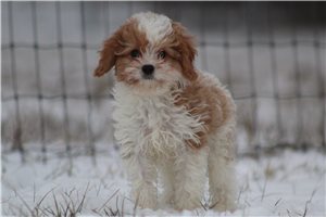 Frederick - puppy for sale
