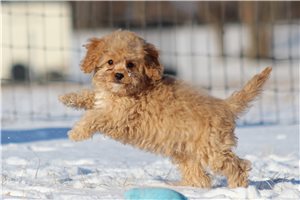 Forrest - puppy for sale