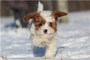 Fabian - Cavapoo for sale