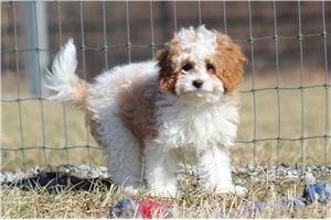 Frank - Cavapoo for sale