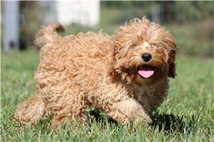 Argo - Cavapoo for sale
