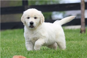 Anders - English Golden Retriever for sale