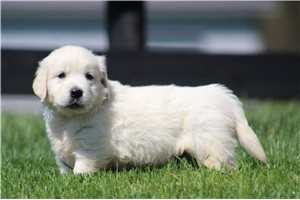 Karter - English Golden Retriever for sale