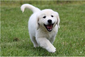 Akasha - English Golden Retriever for sale
