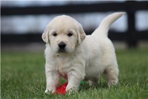 Anders - English Golden Retriever for sale