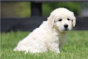 Kenneth - English Golden Retriever for sale