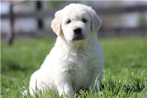 Kaleb - English Golden Retriever for sale