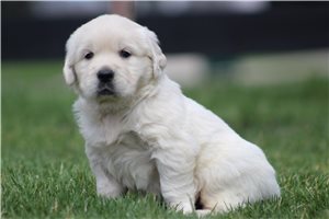 Cedric - English Golden Retriever for sale