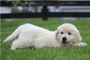Cedric - English Golden Retriever for sale