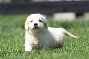 Kevin - English Golden Retriever for sale