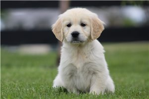Kaylee - English Golden Retriever for sale