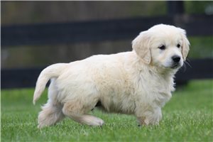 Kayden - English Golden Retriever for sale