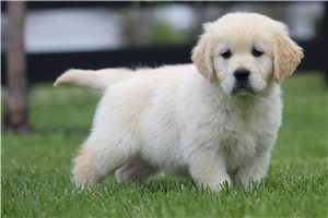Kairo - English Golden Retriever for sale