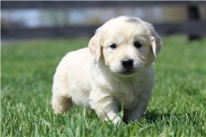 Kayden - English Golden Retriever for sale