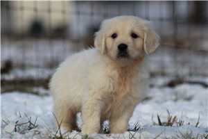Gianna - English Golden Retriever for sale
