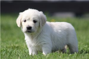 Khloe - English Golden Retriever for sale