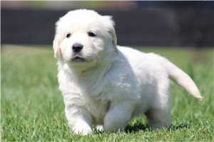 Knox - English Golden Retriever for sale