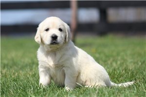 Amber - English Golden Retriever for sale