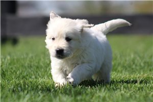 Kenneth - English Golden Retriever for sale