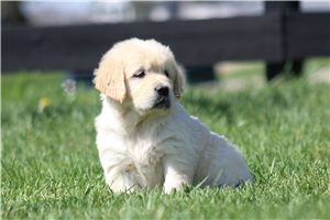 Kairo - English Golden Retriever for sale