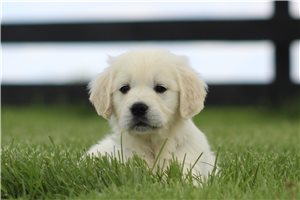 Khloe - English Golden Retriever for sale