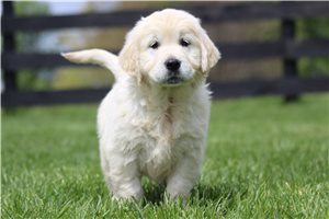 Kyrie - English Golden Retriever for sale