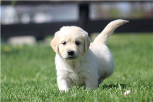 Kaylee - English Golden Retriever for sale