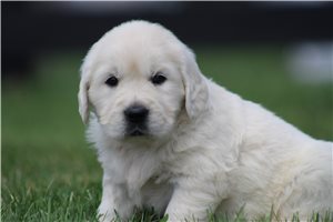 Akasha - English Golden Retriever for sale