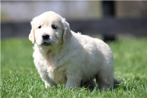 Kyrie - English Golden Retriever for sale