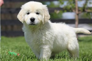 Knox - English Golden Retriever for sale