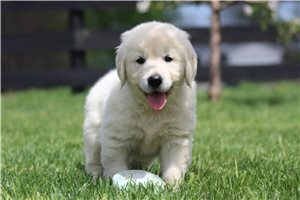 Akasha - English Golden Retriever for sale