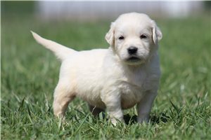 Kevin - English Golden Retriever for sale