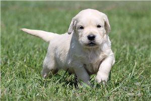 Kayden - English Golden Retriever for sale