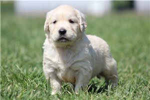 Kyrie - English Golden Retriever for sale