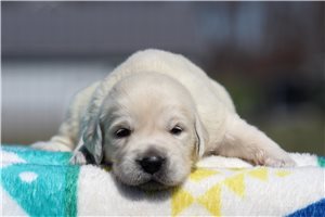 Amber - puppy for sale