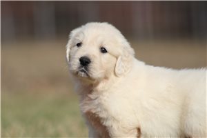 Gracelyn - English Golden Retriever for sale
