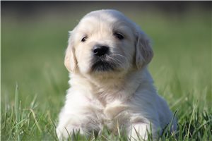 Kaylee - English Golden Retriever for sale