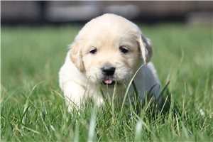 Kairo - puppy for sale