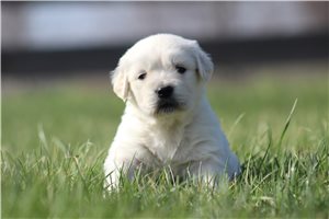 Khloe - puppy for sale