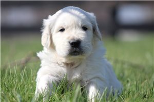 Kaleb - puppy for sale