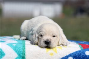 Alastair - puppy for sale