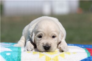 Anders - puppy for sale